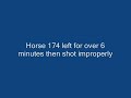 Black Beauty Betrayed:The Slaughter of US and Cdn Horses