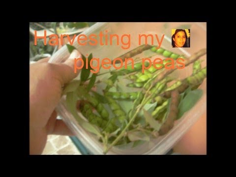 how to harvest pigeon peas