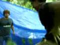videos de curtis vs. roy