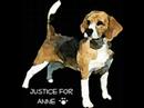 This is my video for Anne, the beage who was skinned out of her life:( The 3 pictures (Zorro,Junior,and the first one, the kitten) are mine.The beaglse are Anne.This made me cry.Hope this can spread the word  STOP THE ANIMAL ABUSE!