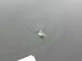 Pond Bass Fishing Pond Bass Fishing