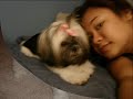 puppy love puppy love