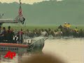 raw video: 150 wild ponies make famous swim