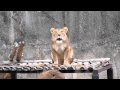 ライオン (「・ω・)「ガオー - YouTube