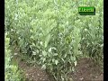 Cultivo de las Habas en la Sierra Central, Valle del Mantaro.Expone las principales plagas y enfermedades del cultivo de las habas en el Valle del Mantaro. Video de 9.20 minutos.