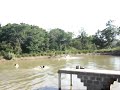 Caçada aos gansos Caçada aos gansos