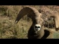 Big Time Texas Hunt Winner 2011 - Texas Parks and Wildlife [Official]