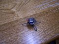 Itty Bitty vibrobot 2 Itty Bitty vibrobot 2