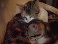 Florette a adopter Notre nouveau chaton