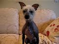 singing-doggie.html