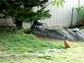 Chicken 1 : Web gun 0