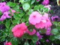 Raining on Purple Flowers Rain Water Rainy Day Raining on Purple Flowers Rain Water Rainy Day