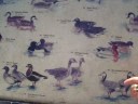 Poule d'eau? Canards? Oies? Pélicans???