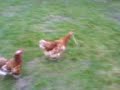 Pattie the Hen and the Spaghetti