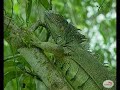 Can Coffee Drinkers Save Rainforests?
