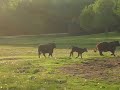 Simmental Stampede
