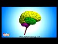 Human Nervous system तंत्रिका - तंत्र  Video