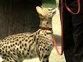 Jumping Servals Jumping Servals