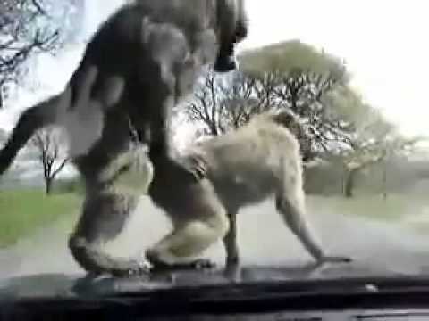 αστειο βιντεο