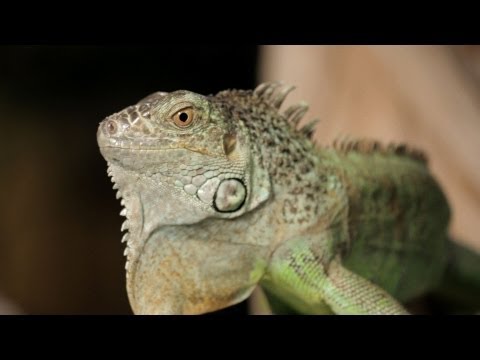 how to care iguana