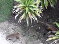 Animalejos en Riviera Maya