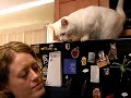 Sapphire in a cabinet
