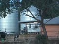 Life of a Dairy Calf