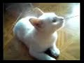 Un Gato Adeco Un Gato Adeco