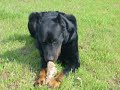 Zero  beauceron