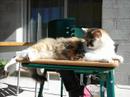 my cat pizzi decided to live with me on my birthday in 2000. in the early morning i was having breakfast outside, and meck, meck, meck, she where there around my legs! i found the owner, who was glad to leave this cat. one month later pizzi had three lovely kitties!

pizzi hat sich an meinem geburtstag 2000 entschlossen bei mir einzuziehen.
fr�hmorgens sass ich draussen beim fr�hst�ck und pl�tzlich meck meck meck strich sie mir um die beine. der besitzer war gerne bereit sie mir zu �berlassen. einen monat sp�ter bekam pizzi drei s�sse junge!

ma chattte pizzi a d�cid� de habiter chez moi le matin de mon anniversaire en 2000. j'�tais d�hors pour mon petit d�jeuner tranquille et meck meck meck elle m'a tourn� autour de mes jambes.
le proprietaire �tait d'accord de me la laisser. un mois plus tard pizzi avait trois petites chatons!

music: project: the loner - ireland