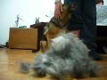Rasqueteo de perro