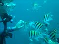 Colombia Video
