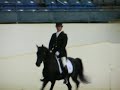 Black Babson Egyptian Arabian Stallion, BW Fadl Tali 2