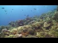 St Kitts and Nevis Video
