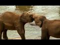 sri lanka elephants sri lanka elephants
