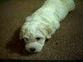 Shau Bai is 9 weeks old.