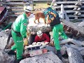 Um dia de treino dos c�es de Busca e Salvamento