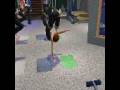 videos de Yoga Instructing