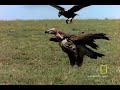 Ravenous Raven
