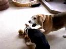 Dogs & Music Dogs & Music