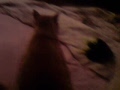 roscio gatto mosciooooo -..-