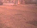 frog explosio 2