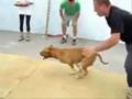 Pit Bull Pride