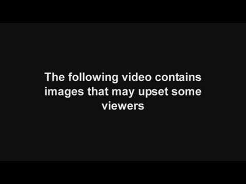 Shocking smuggling footage: China seizes 200 bear paws in transit from Russia