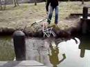 Igelb�ckscykel