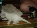 Fai&&Marshy my Kittens! Fai&&Marshy my Kittens!