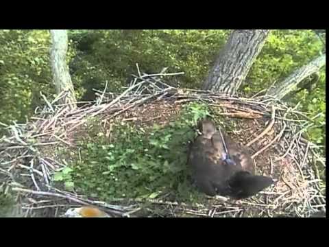 Decorah Eagles,Juvenile Four Visit's N1,She Is Looking Great,7/27/14
