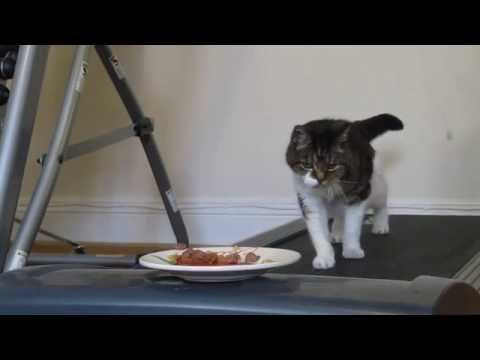 Cat Can't Eat!