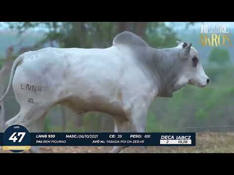 4� DE OLHO DA FAZENDA NELORE AKROS