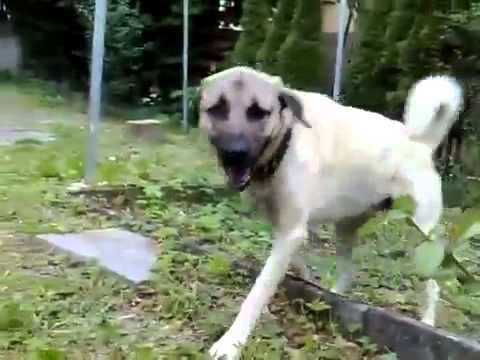 kangal